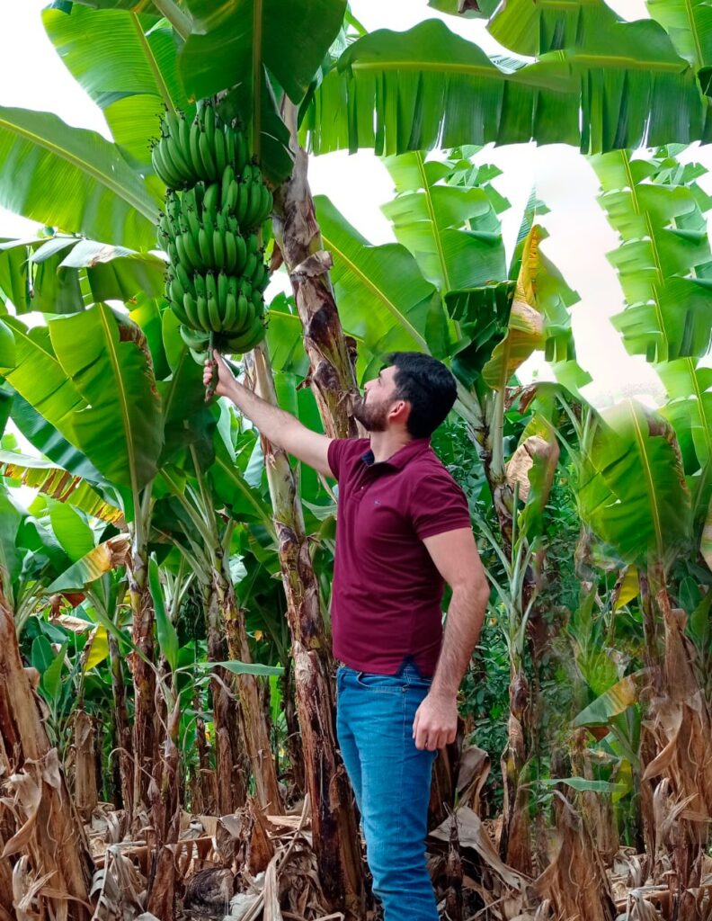 Transformação e sustentabilidade na fazenda: a produção de banana em Nova União