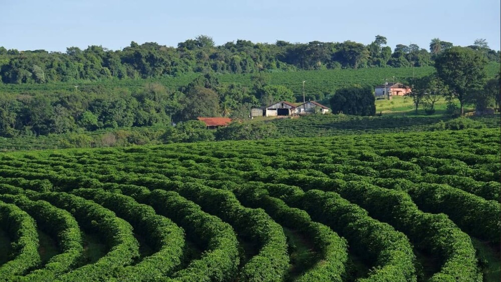 MINAS AVANÇA NO AGRONEGÓCIO SUSTENTÁVEL