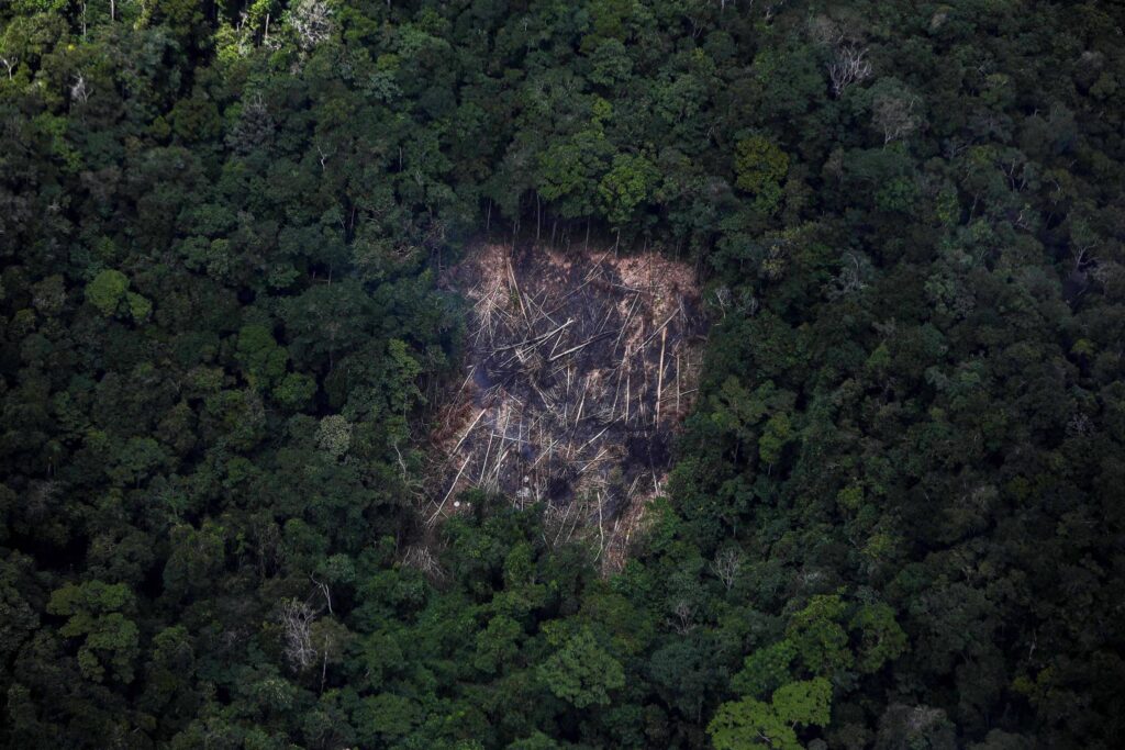 Minas Gerais celebra recorde histórico na redução de desmatamento em 2024