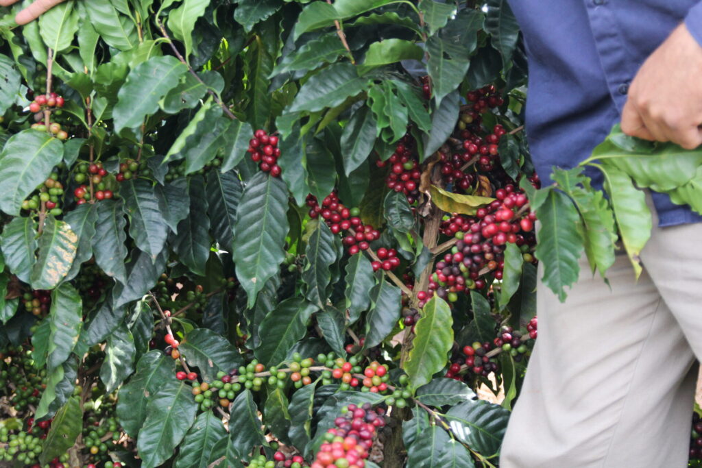 Agronegócio mineiro supera mineração e lidera exportações em 2024